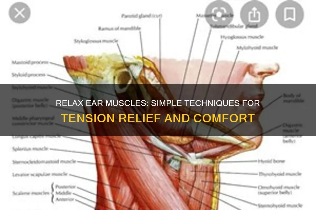 how to get your muscles around the ear to relax