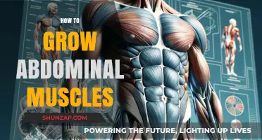 Sculpting a Strong Core: Effective Strategies to Grow Abdominal Muscles