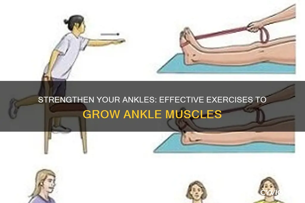 how to grow ankle muscles
