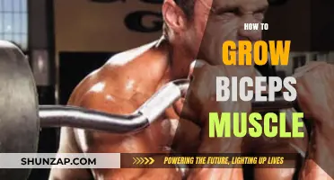 Effective Biceps Building: Proven Techniques for Bigger, Stronger Arms