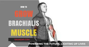 Effective Brachialis Muscle Growth: Techniques, Exercises, and Training Tips