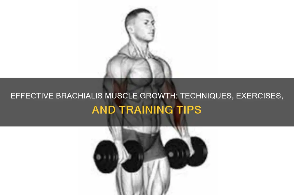 how to grow brachialis muscle