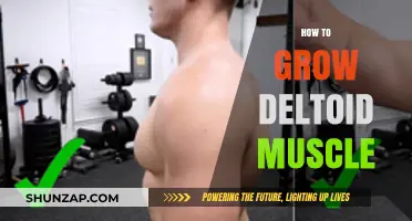 Effective Strategies to Build Stronger, Bigger Deltoid Muscles Fast