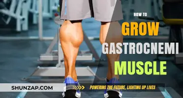 Effective Strategies to Build Stronger, Larger Gastrocnemius Muscles Fast