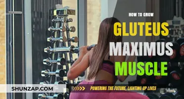 Effective Strategies to Build and Strengthen Your Gluteus Maximus Muscle