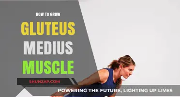 Effective Exercises to Strengthen and Grow Your Gluteus Medius Muscle