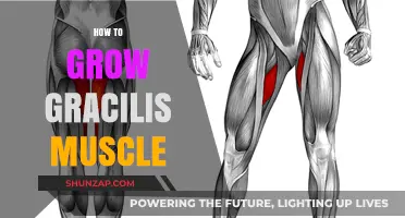 Effective Techniques to Strengthen and Grow Your Gracilis Muscle Fast