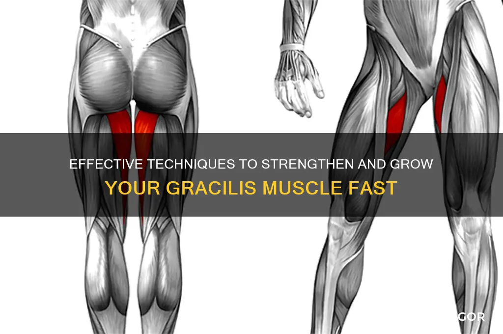 how to grow gracilis muscle