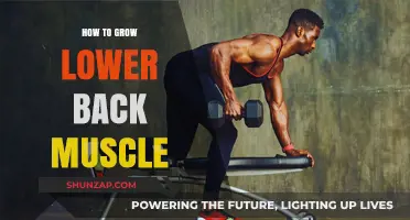 Strengthening Your Lower Back: A Comprehensive Guide to Muscle Growth
