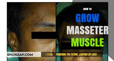Effective Techniques to Naturally Grow Your Masseter Muscles Fast