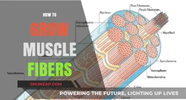 Effective Strategies to Stimulate and Grow Muscle Fibers Naturally