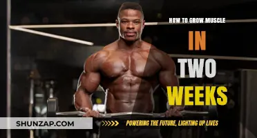 Rapid Muscle Growth: 2-Week Strategies for Visible Results Fast