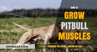 Effective Pitbull Muscle Building: Nutrition, Exercise, and Training Tips