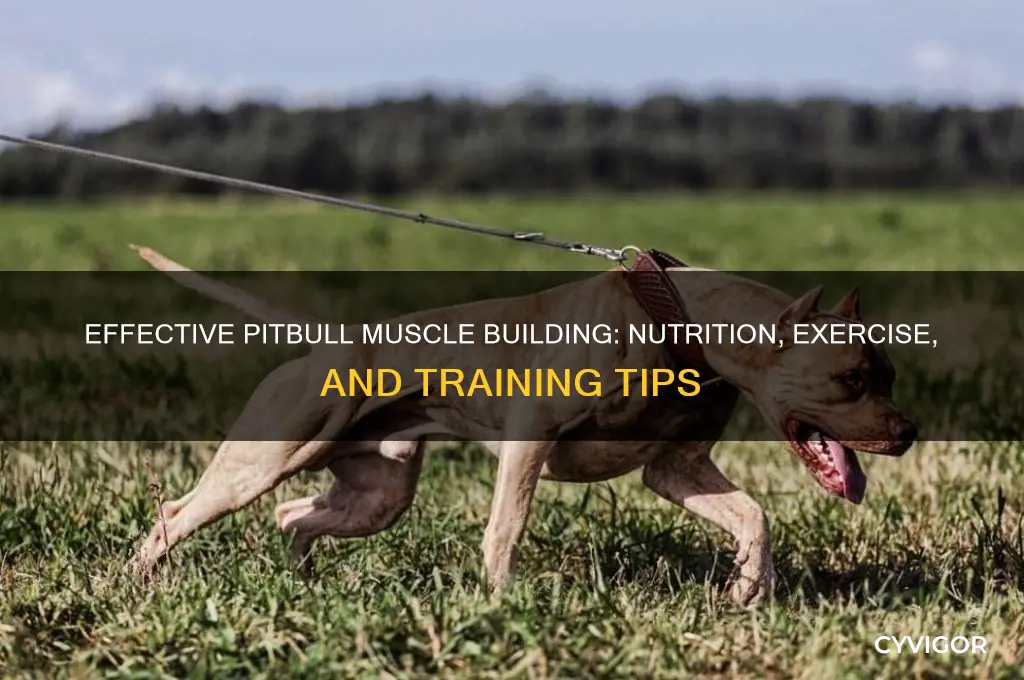 how to grow pitbull muscles