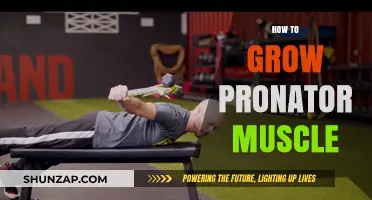 Effective Strategies to Strengthen and Grow Your Pronator Muscle