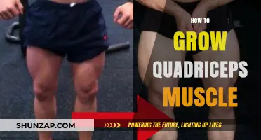 Effective Quadriceps Building: Proven Strategies for Stronger, Bigger Quads