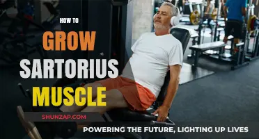 Effective Strategies to Strengthen and Grow Your Sartorius Muscle Fast