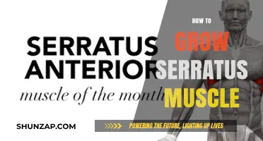 Effective Strategies to Strengthen and Grow Your Serratus Muscle