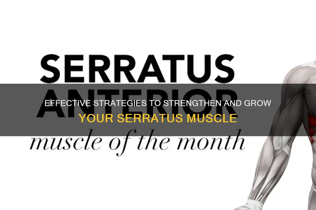 how to grow serratus muscle