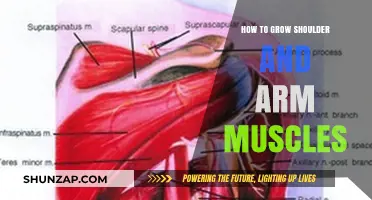 Effective Arm and Shoulder Muscle Building: Tips for Strength and Size