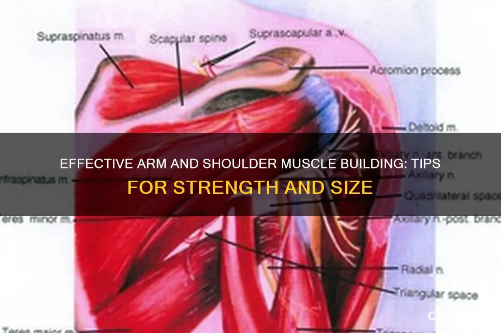 how to grow shoulder and arm muscles