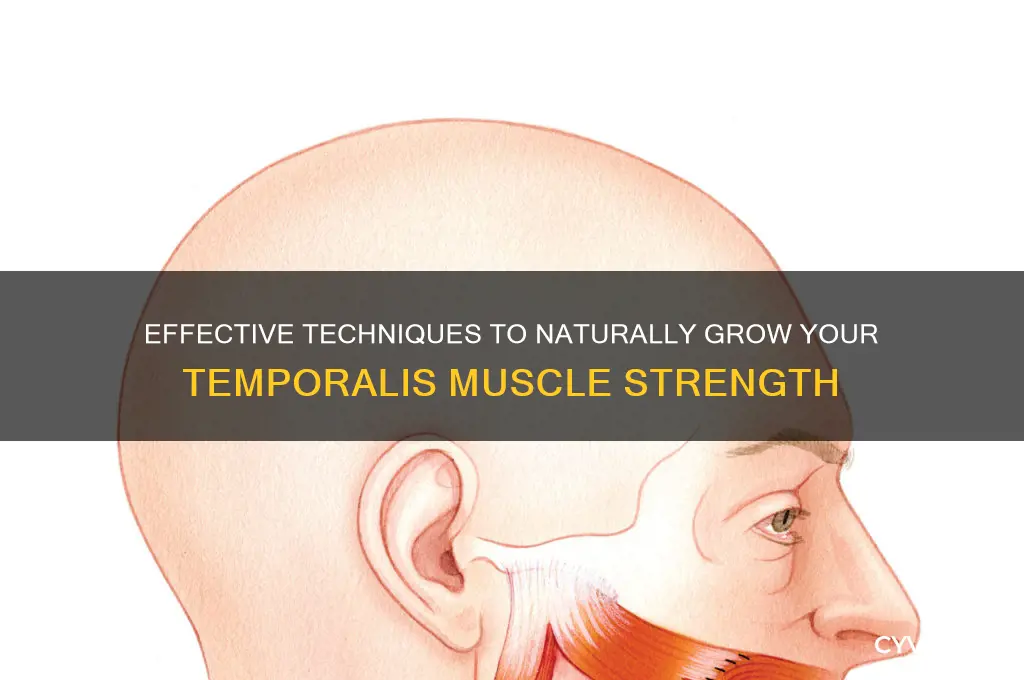how to grow temporalis muscle