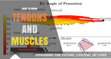 Strengthen Tendons, Build Muscles: Effective Strategies for Growth and Recovery