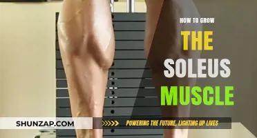 Effective Strategies to Strengthen and Grow Your Soleus Muscle