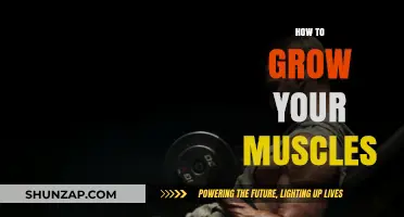 Effective Muscle Building Strategies for Strength and Size Gains