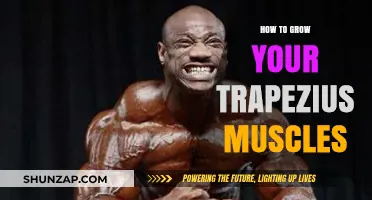 Effective Trapezius Muscle Building: Tips, Exercises, and Techniques for Growth
