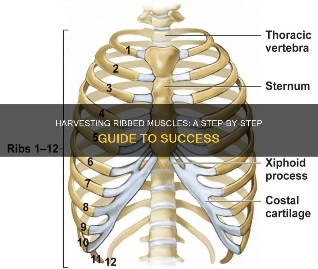 how to harvest ribbed muscles