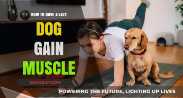 Transform Your Lazy Dog: Simple Muscle-Building Tips for Canine Fitness
