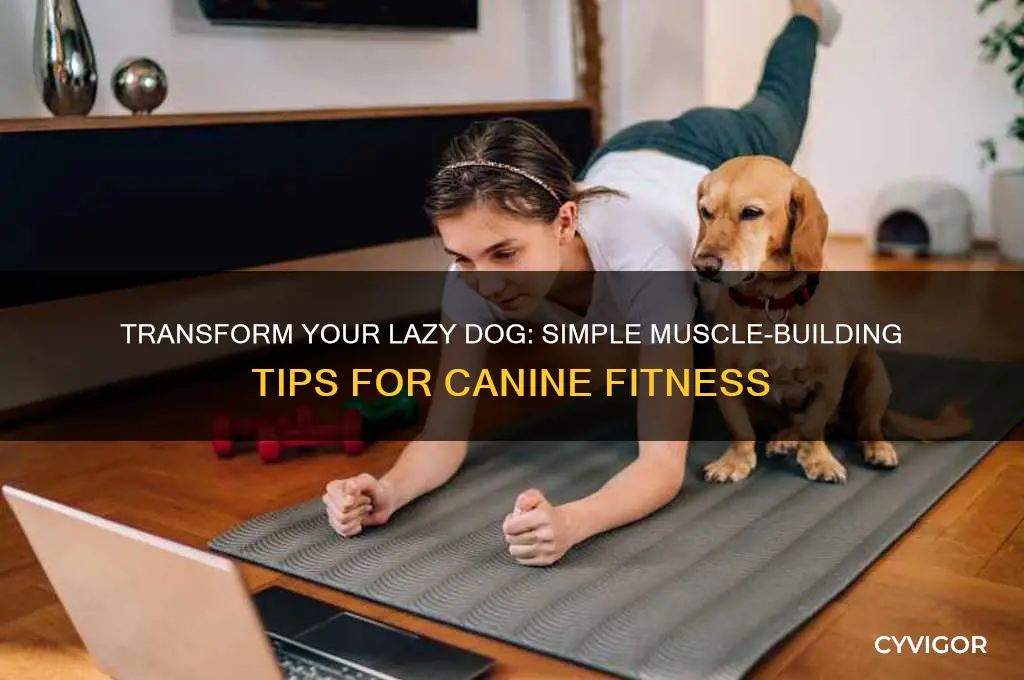 how to have a lazy dog gain muscle