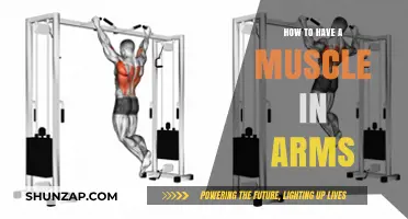 Build Strong, Toned Arms: Effective Workouts and Tips for Muscle Growth