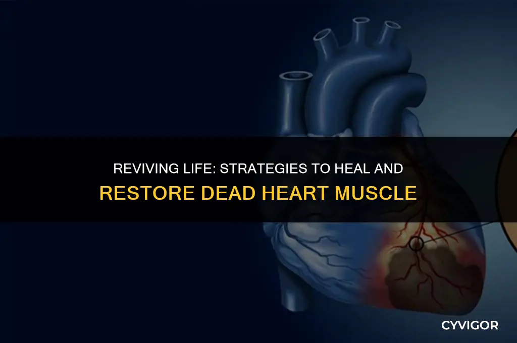 how to heak back dead heart muscle