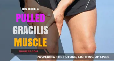 Effective Recovery Strategies for Healing a Pulled Gracilis Muscle