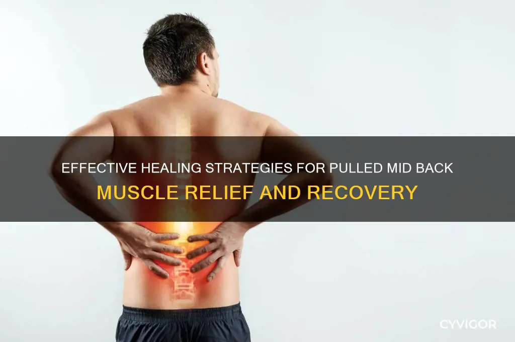 how to heal a pulled mid back muscle
