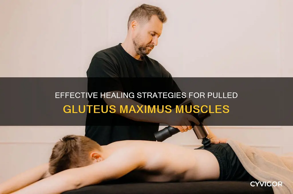 how to heal a pulled muscle in your gluteus maximus