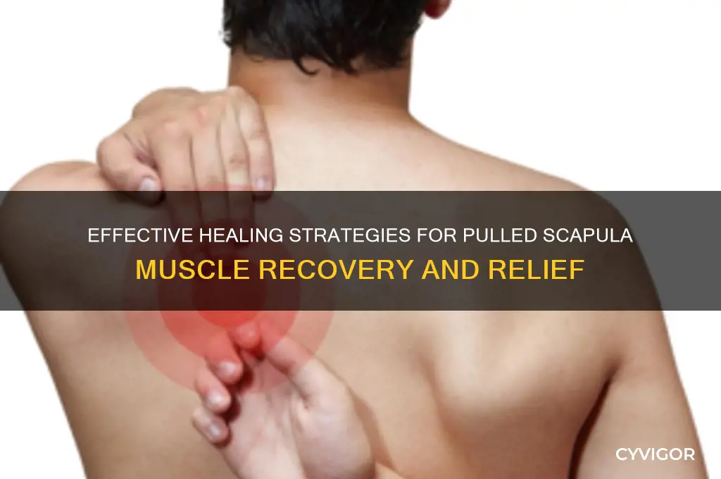 how to heal a pulled scapula muscle