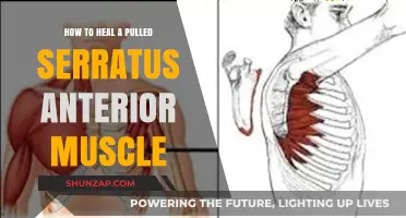 Healing a Pulled Serratus Anterior: Effective Recovery Tips and Exercises