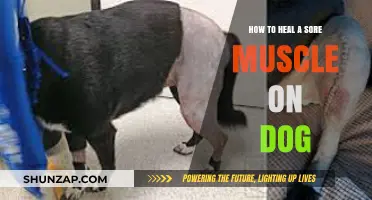 Effective Ways to Heal Your Dog's Sore Muscles Safely and Quickly