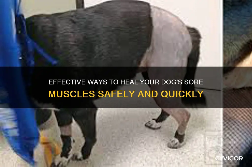 how to heal a sore muscle on dog