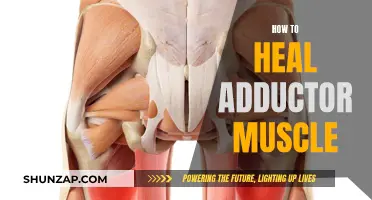 Healing Your Adductor Muscle: A Comprehensive Guide