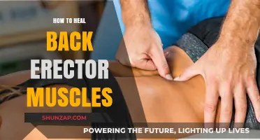 Soothing Your Back: A Guide to Healing Erector Muscles