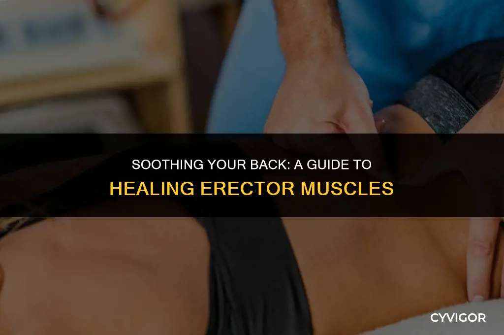 how to heal back erector muscles