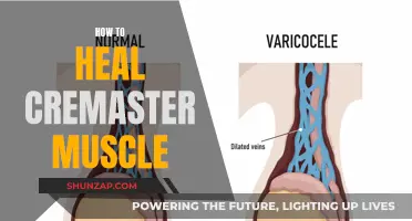 Healing the Cremaster Muscle: Techniques for Relief and Recovery