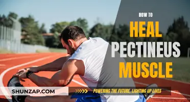 Healing Your Pectineus Muscle: A Comprehensive Guide