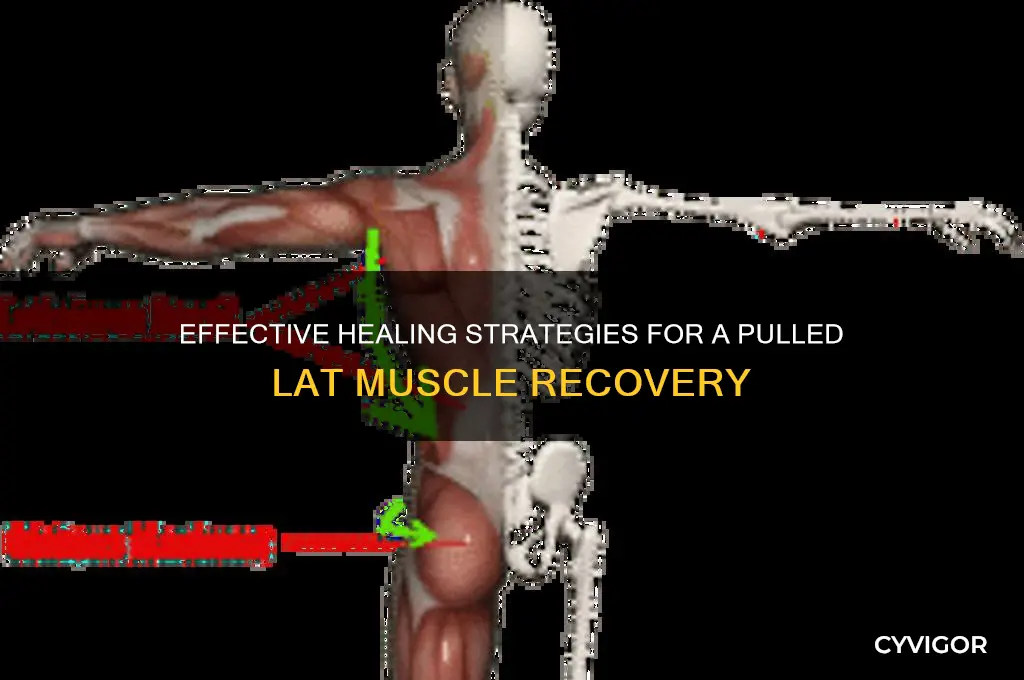 how to heal pulled lat muscle
