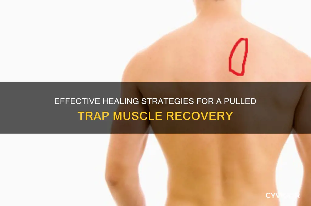 how to heal pulled trap muscle
