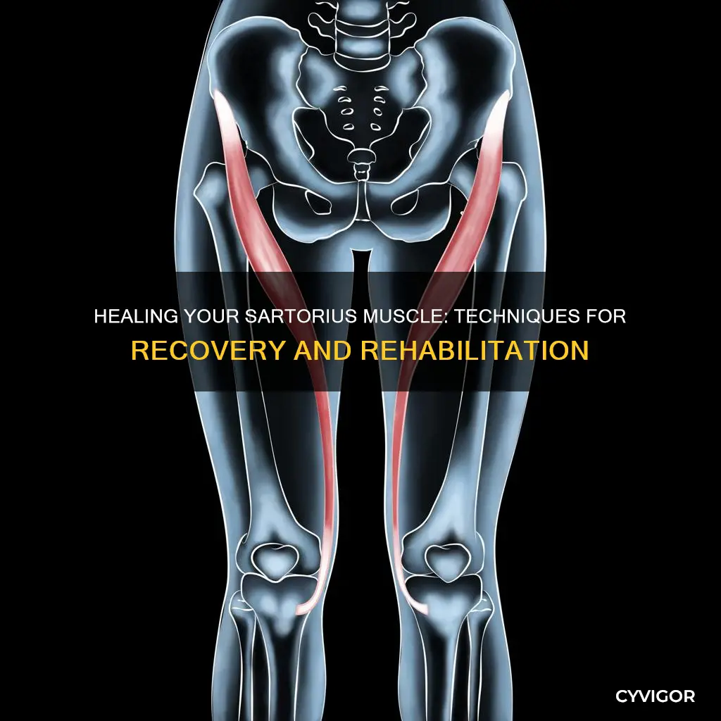 how to heal sartorius muscle